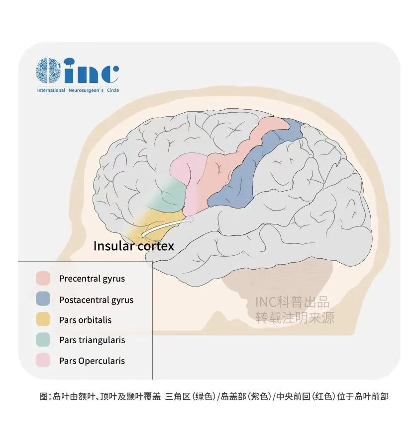 岛叶胶质瘤有治愈的吗？