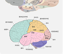 什么是功能区脑胶质瘤？解读功能区定位较新观点及手术策略