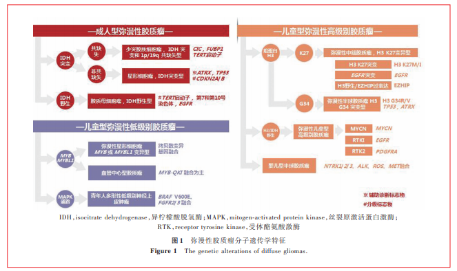 中枢神经系统肿瘤分类