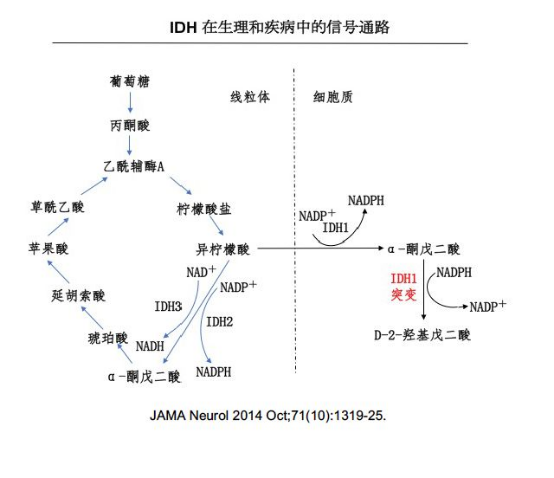 胶质瘤IDH突变