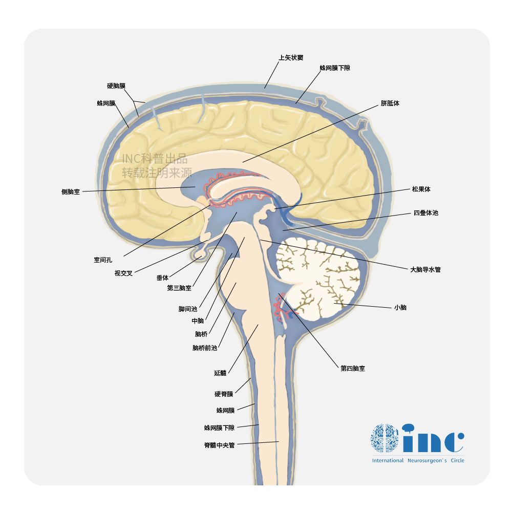 颅神经 颅内图片