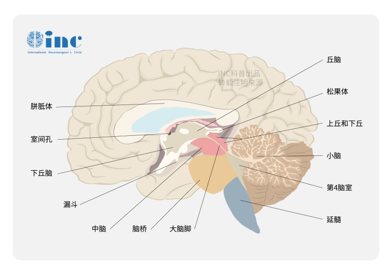 儿童下丘脑错构瘤有哪些症状临床表现？