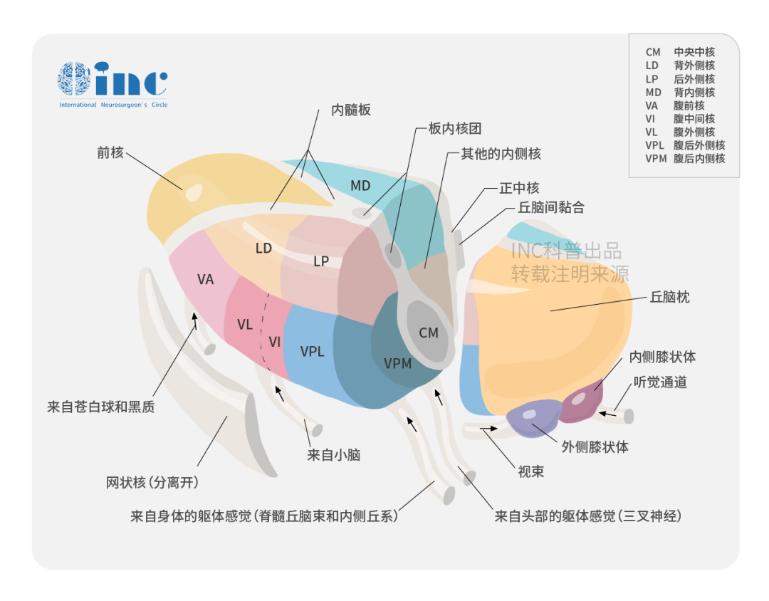 丘脑解剖