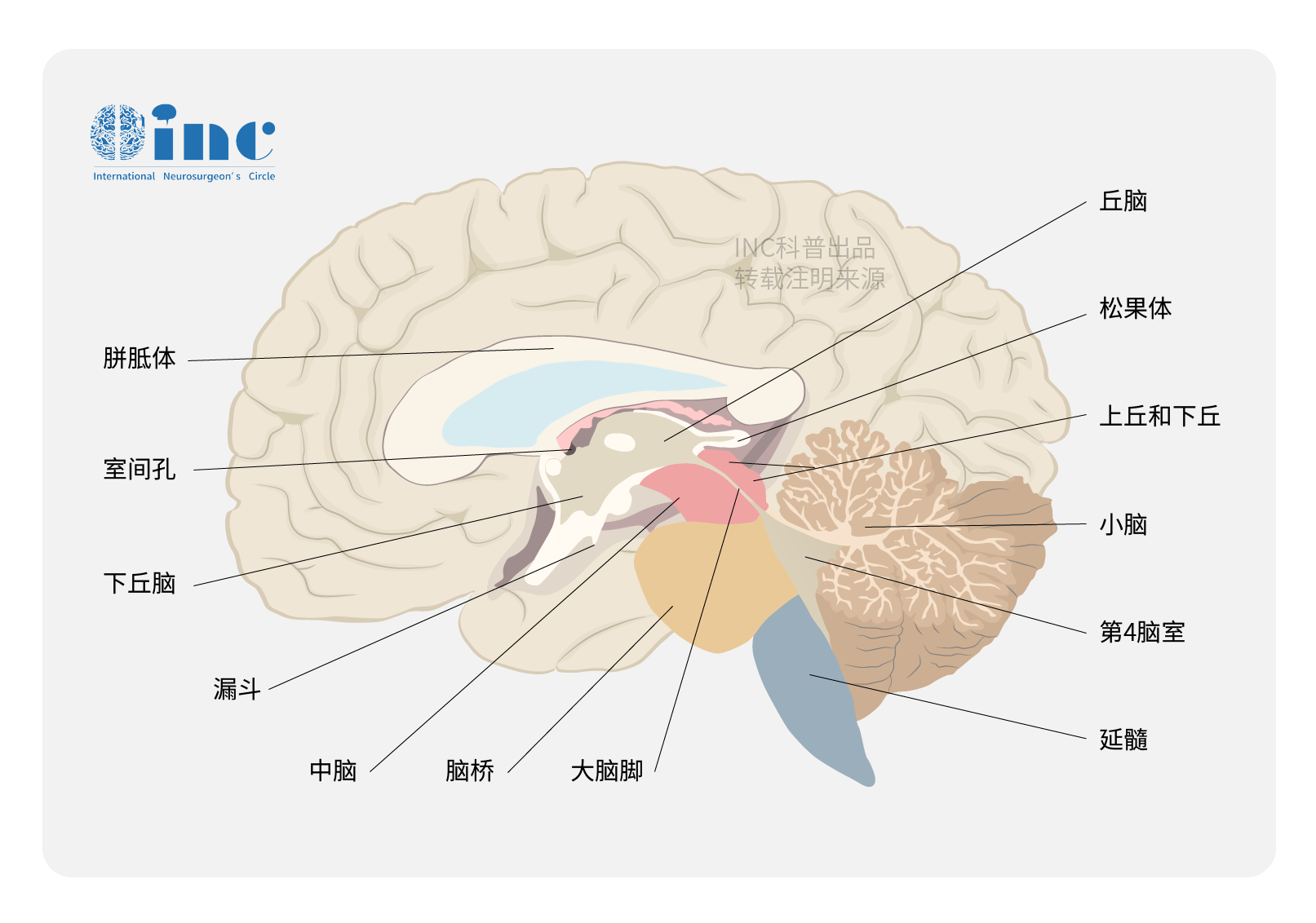 松果体生殖细胞瘤如何诊断治疗？松果体生殖细胞MRI影像特点及手术预后