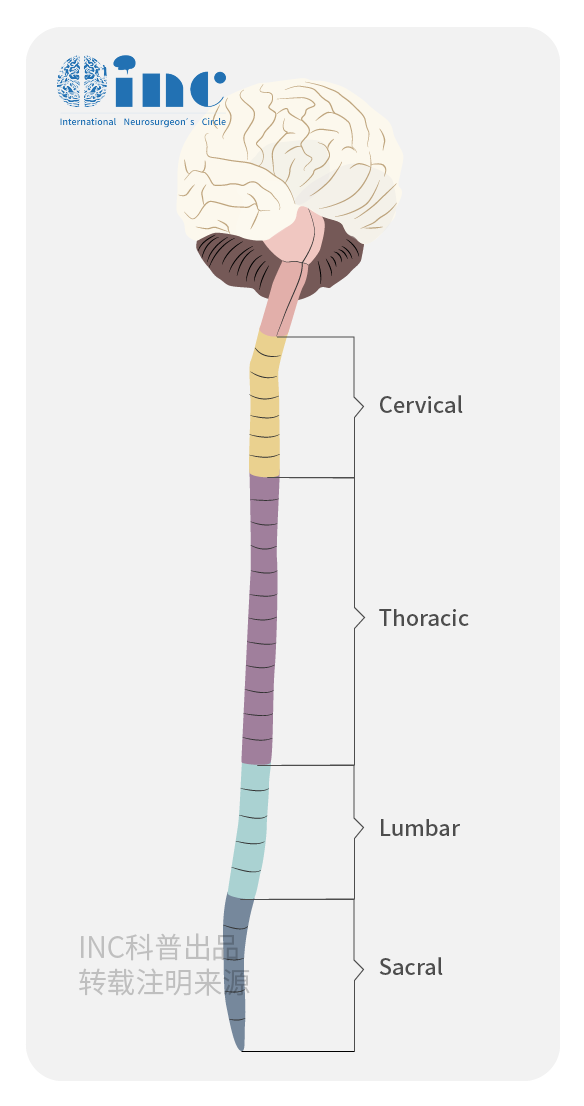 脊髓肿瘤