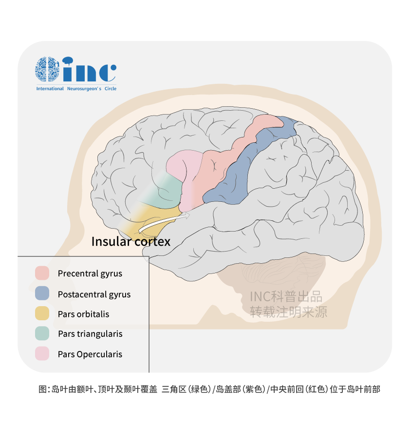 岛叶胶质瘤复发率高吗?