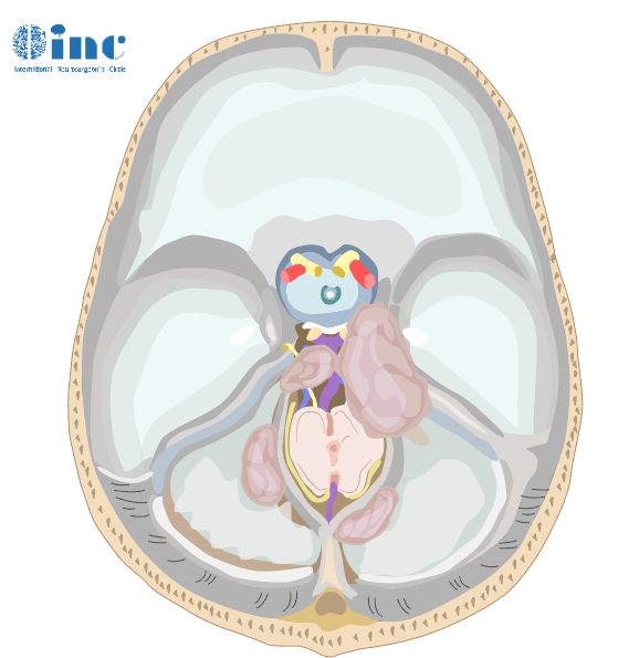 筷子技术,福洛里希,Froelich,INC