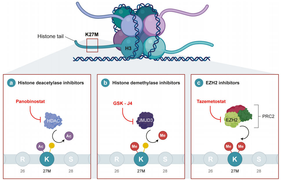 图3：儿科DIPG的药物靶点和治疗。DIPG的特征在于组蛋白H3中发生的K27M突变
