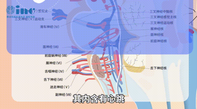 脑干-延髓海绵状血管瘤案例：2年前“生命判决书”还能活1月，他是如何逆风翻