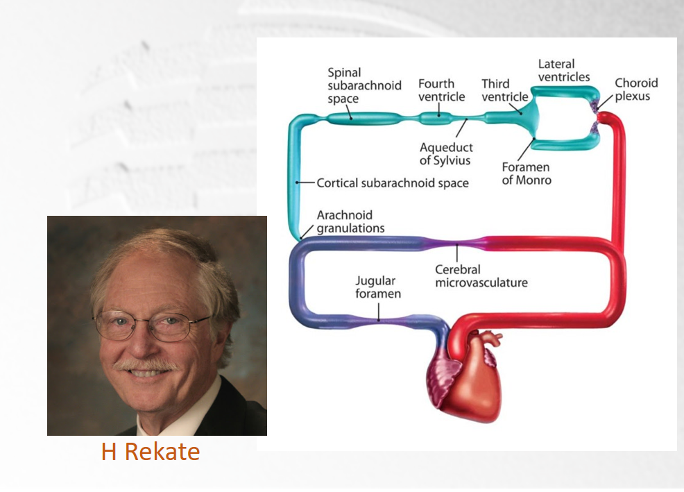 我的朋友Rekate教授今年才发表了。就有一个系统，再次重复丹迪的概念，在脑室中产生脑脊液，循环，然后进入蛛网膜下腔，被特殊结构重新吸收，进入静脉循环。我们不难发现，这个系统中缺少了一个因素。