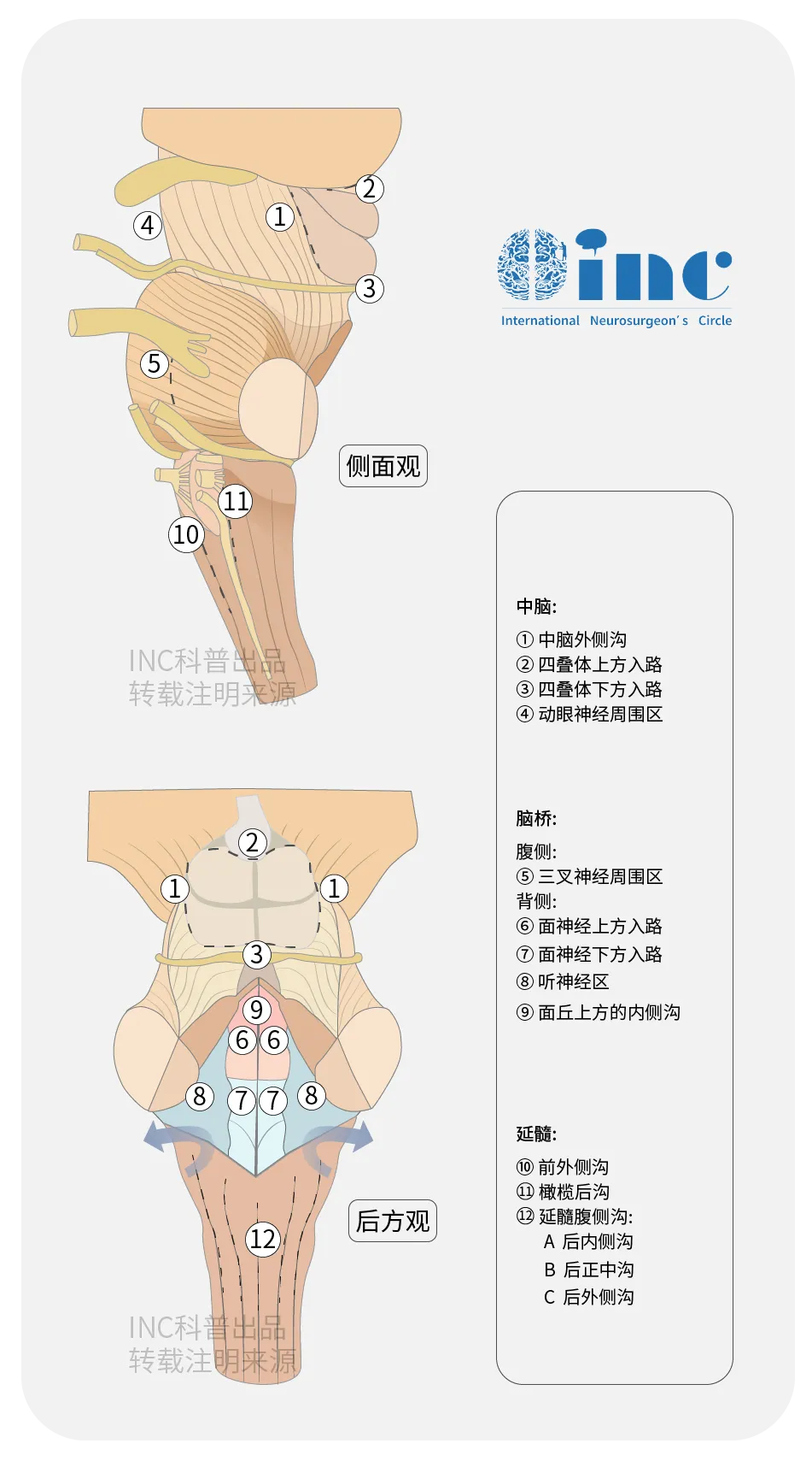 脑干图片