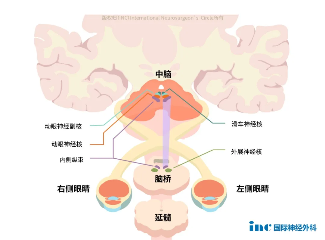 脑干（中脑、桥脑、延髓）图片