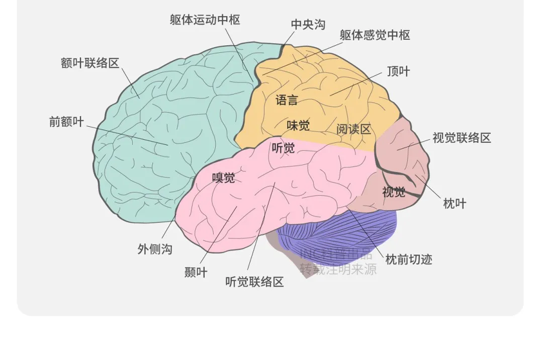 功能区海绵状血管瘤手术后还能有“功能”吗？