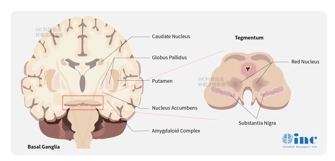 大脑基底节区图片