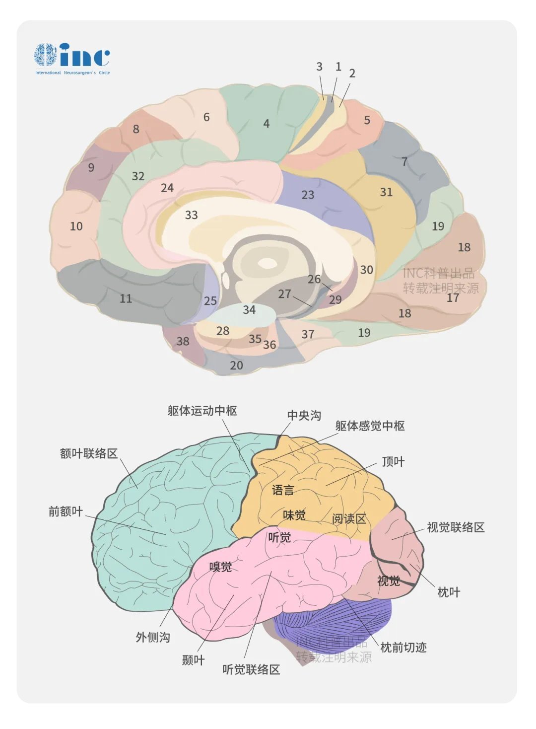岛叶手术