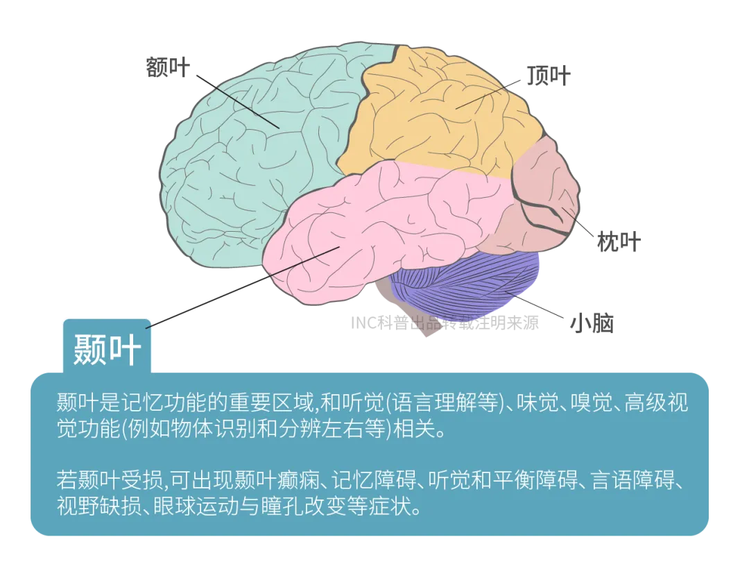 谁在暗中侵蚀我的记忆？那些你未曾知晓的真相——揭秘颞叶损伤如何引发癫痫