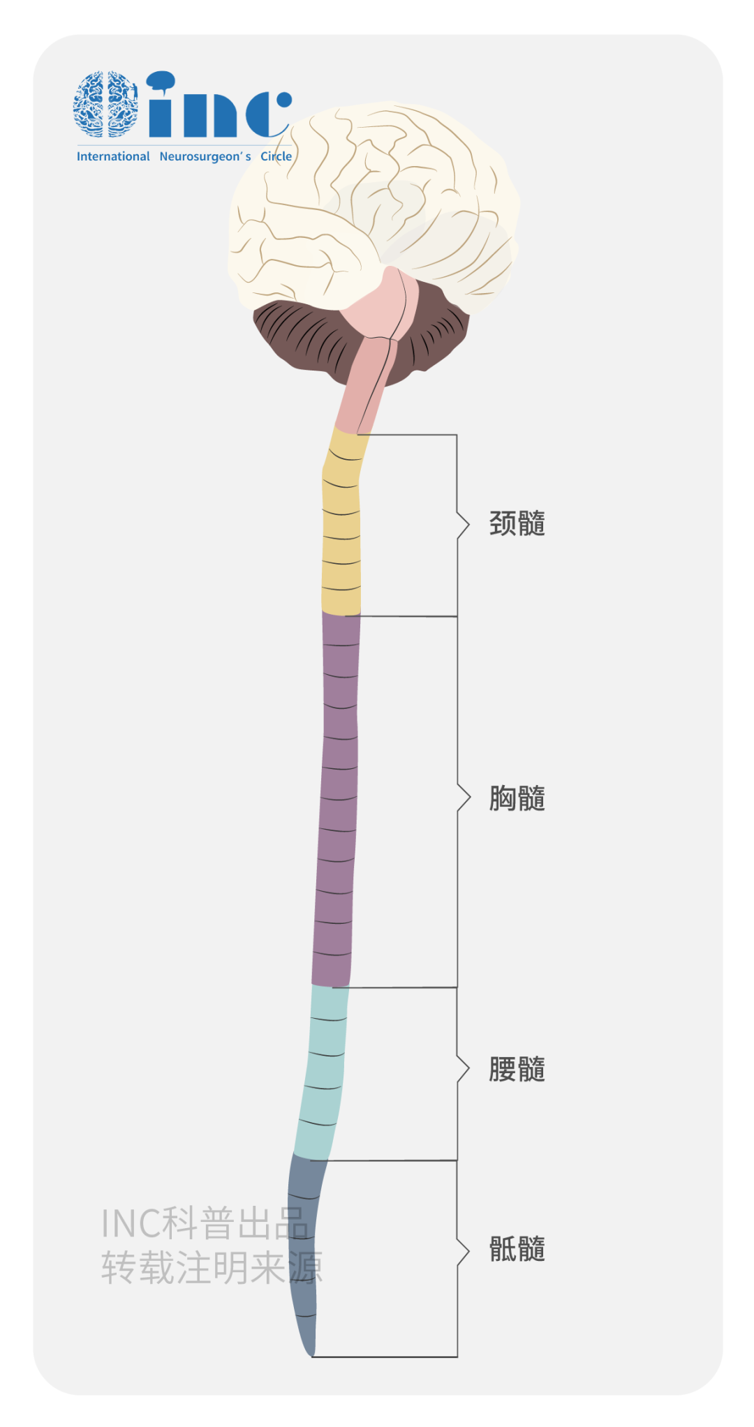 脊索瘤具有恶性潜质，超过1/3的患者可能发生淋巴结转移和血行播散。
