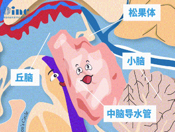 四叠体即中脑顶盖，包含上丘、下丘，是视觉、听觉反射中枢。毗邻多个重要脑组织，包括中脑导水管、松果体、小脑、丘脑等。
