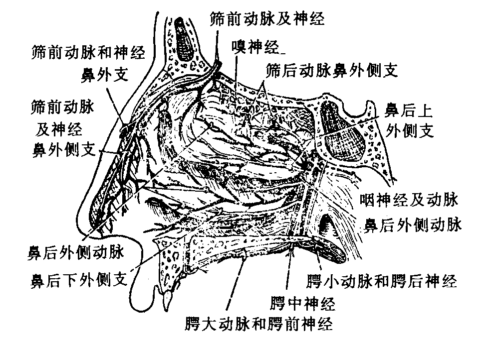 鼻腔、鼻窦及其被覆上皮的结构赋予了鼻腔不同的功能