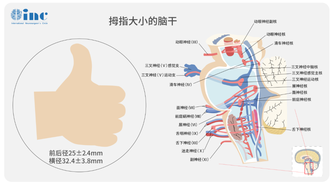 脑干