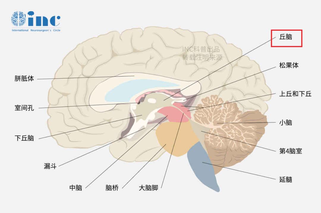 丘脑附近重要的邻居有松果体、下丘脑、中脑。