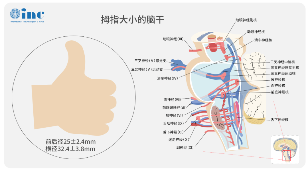 脑干