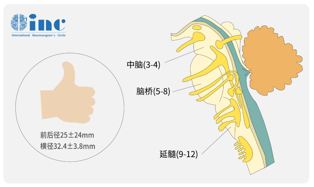 脑干