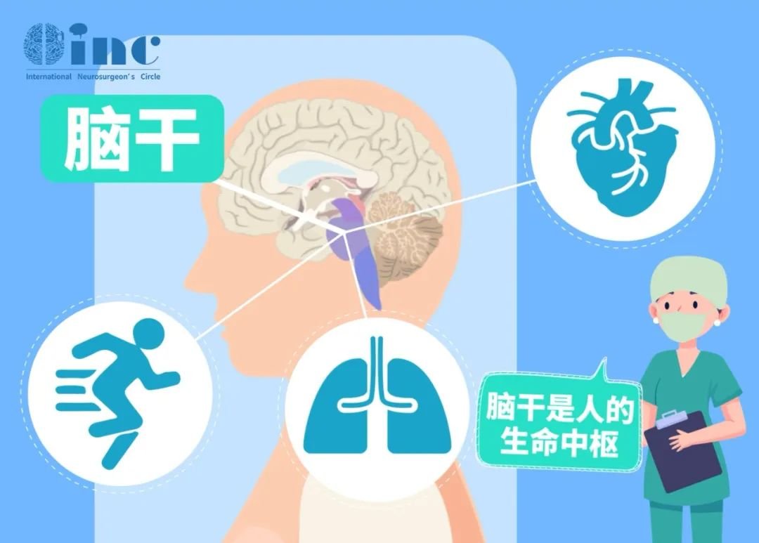 脑干