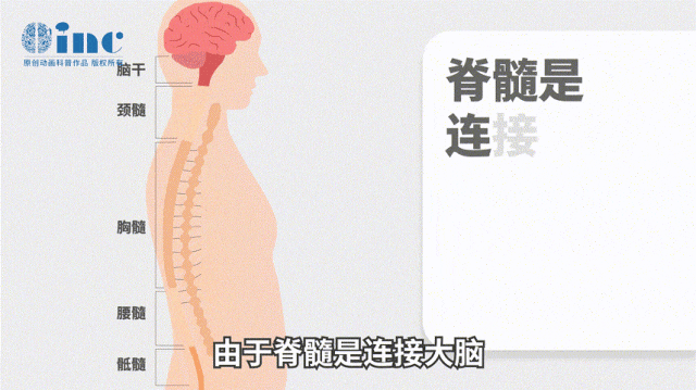 脊髓里的「贪食蛇」——专家指南如何精准对抗脊髓胶质瘤！