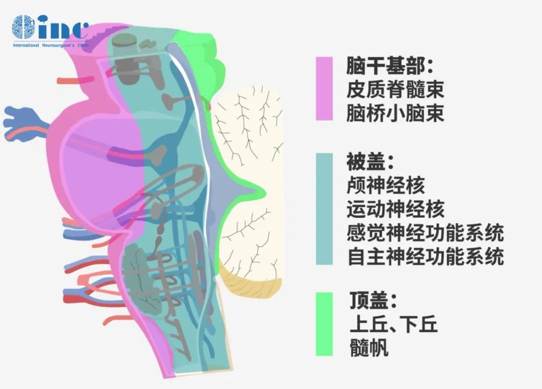 脑干复杂的解剖结构