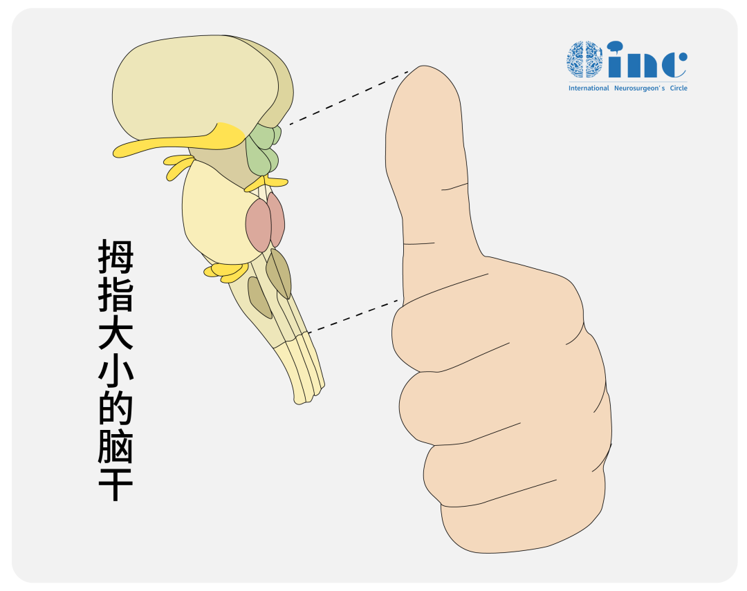 脑干