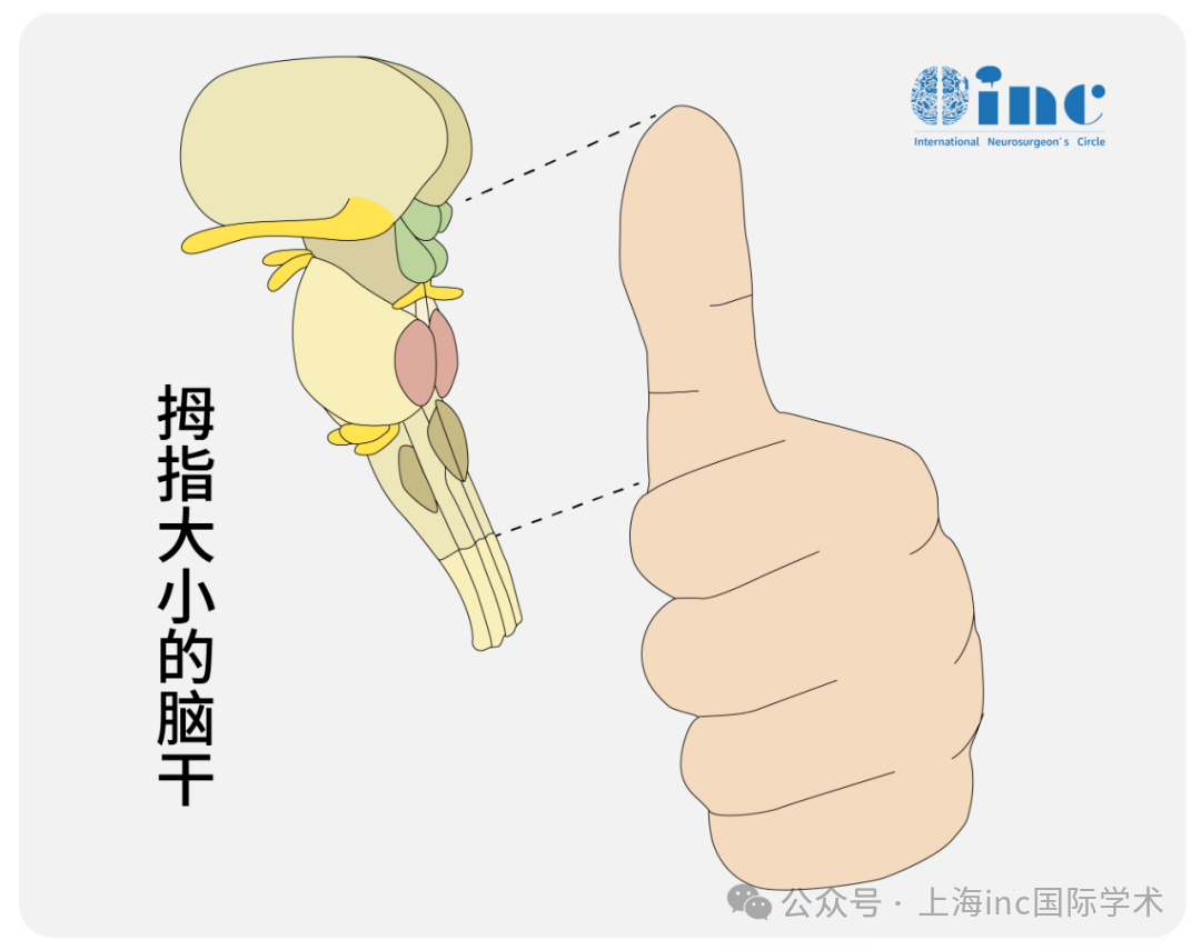 脑干