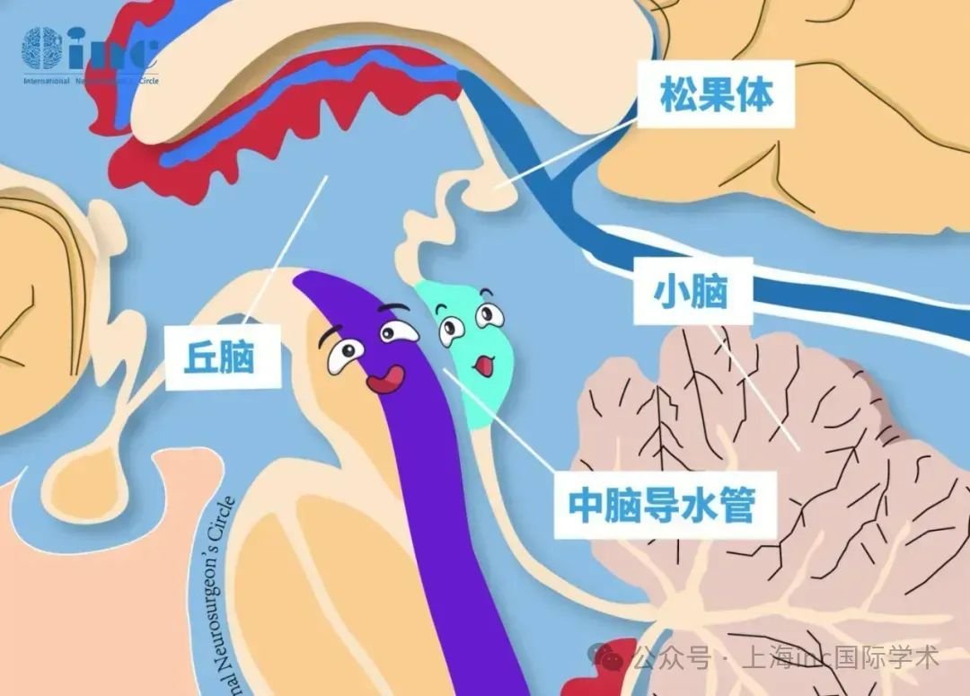 中脑顶盖—视觉和听觉的中枢