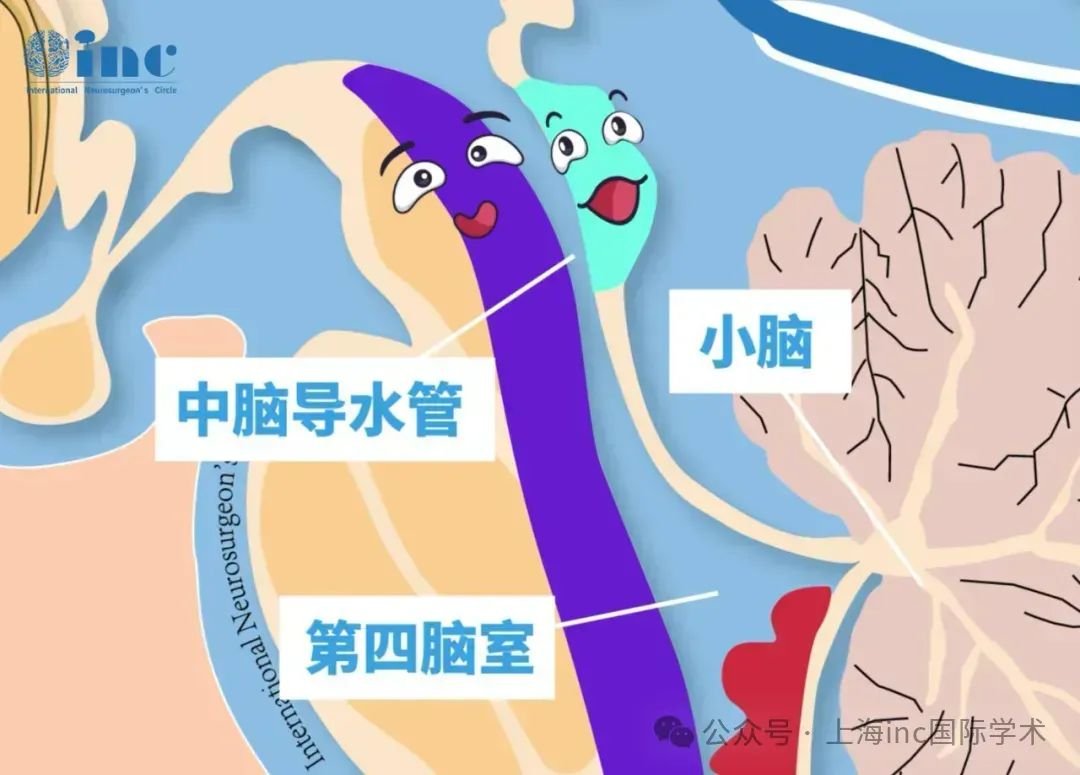 中脑被盖—神经系统的交汇点