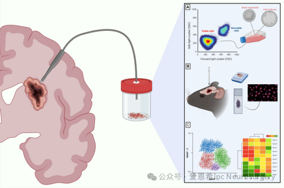 　图 1：对于可切除的活组织中 CNS 肿瘤的下游分析。CNS 肿瘤的不同转化应用强调了采用维持高细胞活力的术中手术工具的重要性。这些应用包括培养细胞 (A)、使用患者来源的异种移植物开发临床前模型 (B)，以及使用多组学分析进行下游测序，例如统一流形近似和投影 (UMAP) 或转录组学数据的基因组热图 (C)。