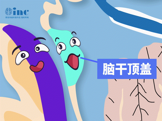 脑干顶盖