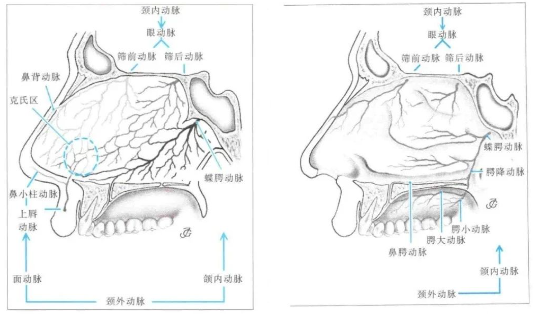 活检后为何长期频繁流鼻血？实际上，这与 Alex 的肿瘤生长在斜坡这一位置有关。