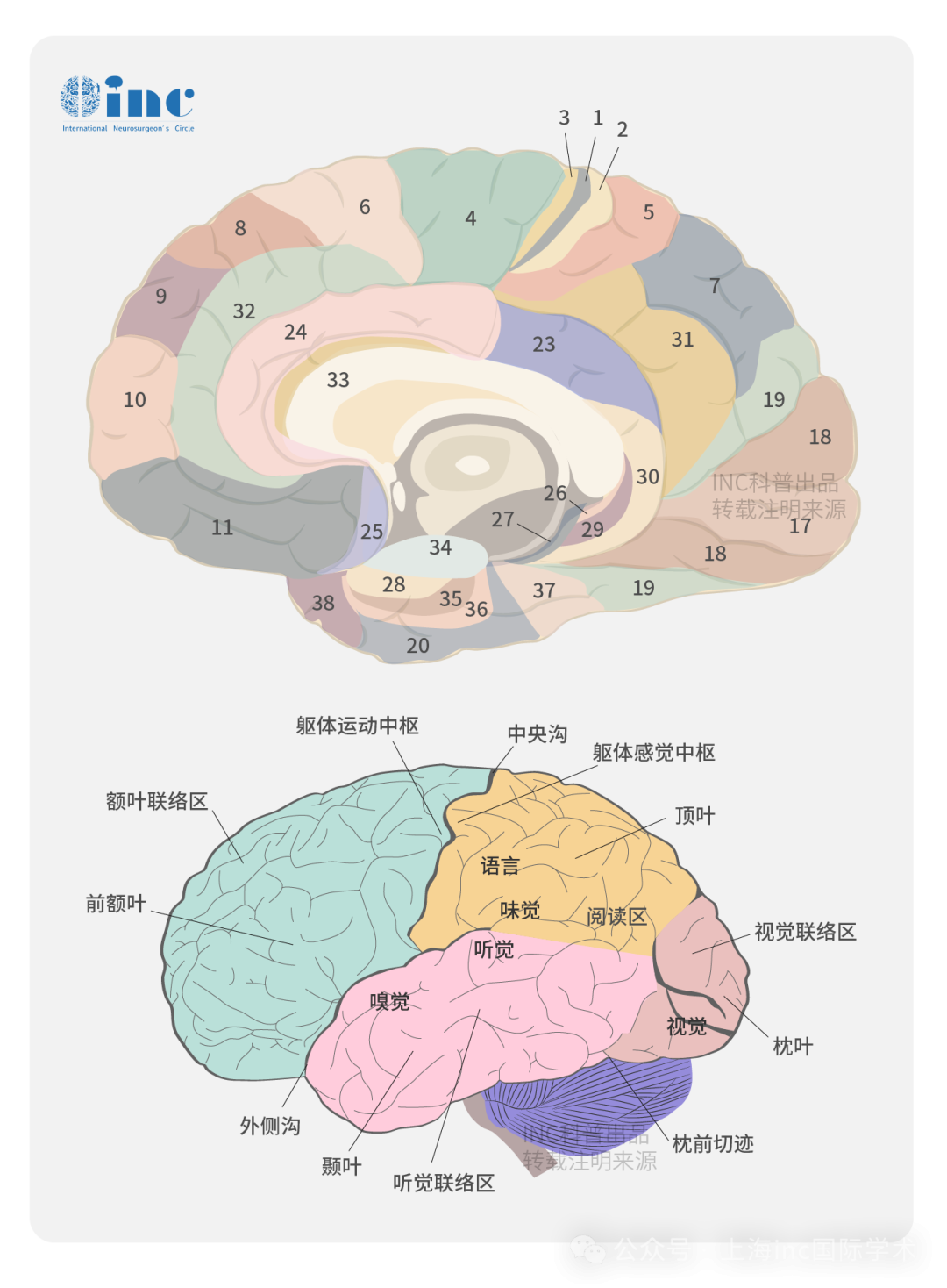 大脑顶叶