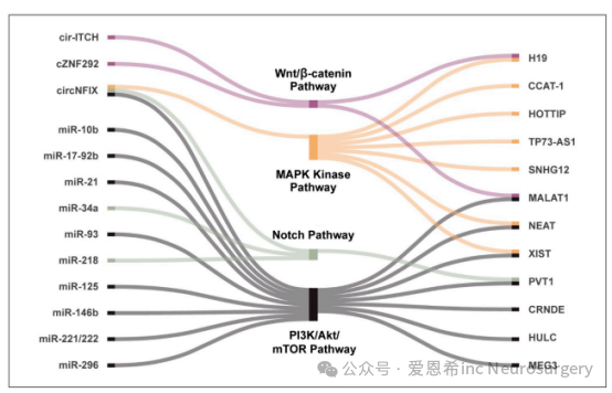 图3：非编码RNA与胶质母细胞瘤关键特征的相互作用。非编码RNA可以与胶质母细胞瘤（GBM）的几个关键特征相互作用或进行交流。