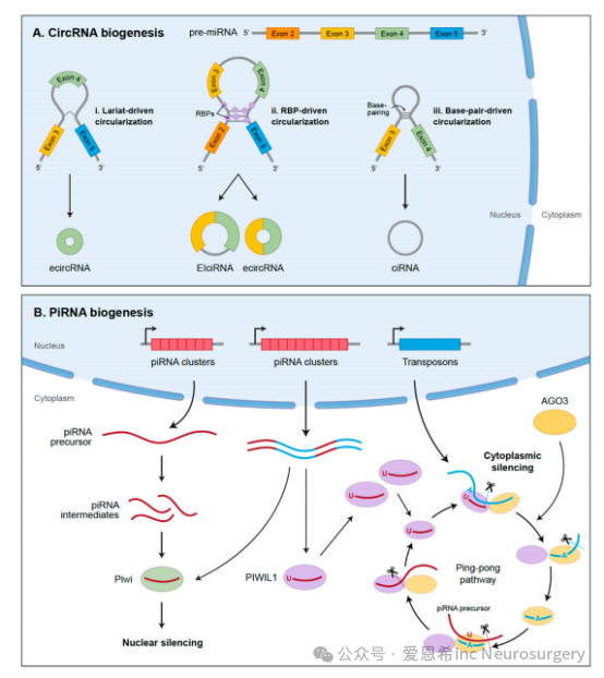 图4. 环状RNA（circRNA）和piRNA的生物合成。（A）环状RNA（circRNA）由前体mRNA通过反向剪接生成，连接5'剪接位点和上游3'剪接位点。外显子环状RNA（ecircRNA）通过RNA结合蛋白（RBP）驱动的环化或套索驱动的环化生成，后者涉及由于前体mRNA转录过程中RNA的部分折叠而导致的外显子跳跃。外显子内含子环状RNA（EIciRNA）在生物合成过程中保留内含子，而环状内含子RNA（ciRNA）则从前体mRNA中切除的套索内含子衍生而来。（B）piRNA从前体piRNA簇转录而来，并从单链前体转录本中加工。它们随后被加载到Piwi或PIWIL1（或其同工型PIWIL2、PIWIL3和PIWIL4）上。或者，它们通过乒乓循环扩增，在此过程中，与反义piRNA相关的PIWI蛋白切割piRNA前体的正义链，反之亦然。乒乓通路沉默目标转座子的表达，同时扩增piRNA序列。