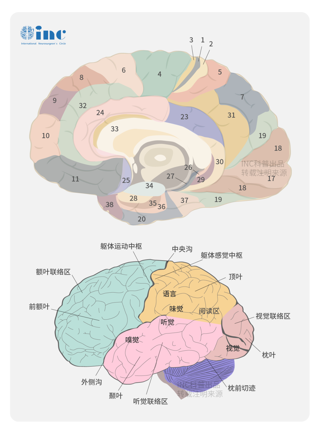 不同脑叶的脑血管病变（上）