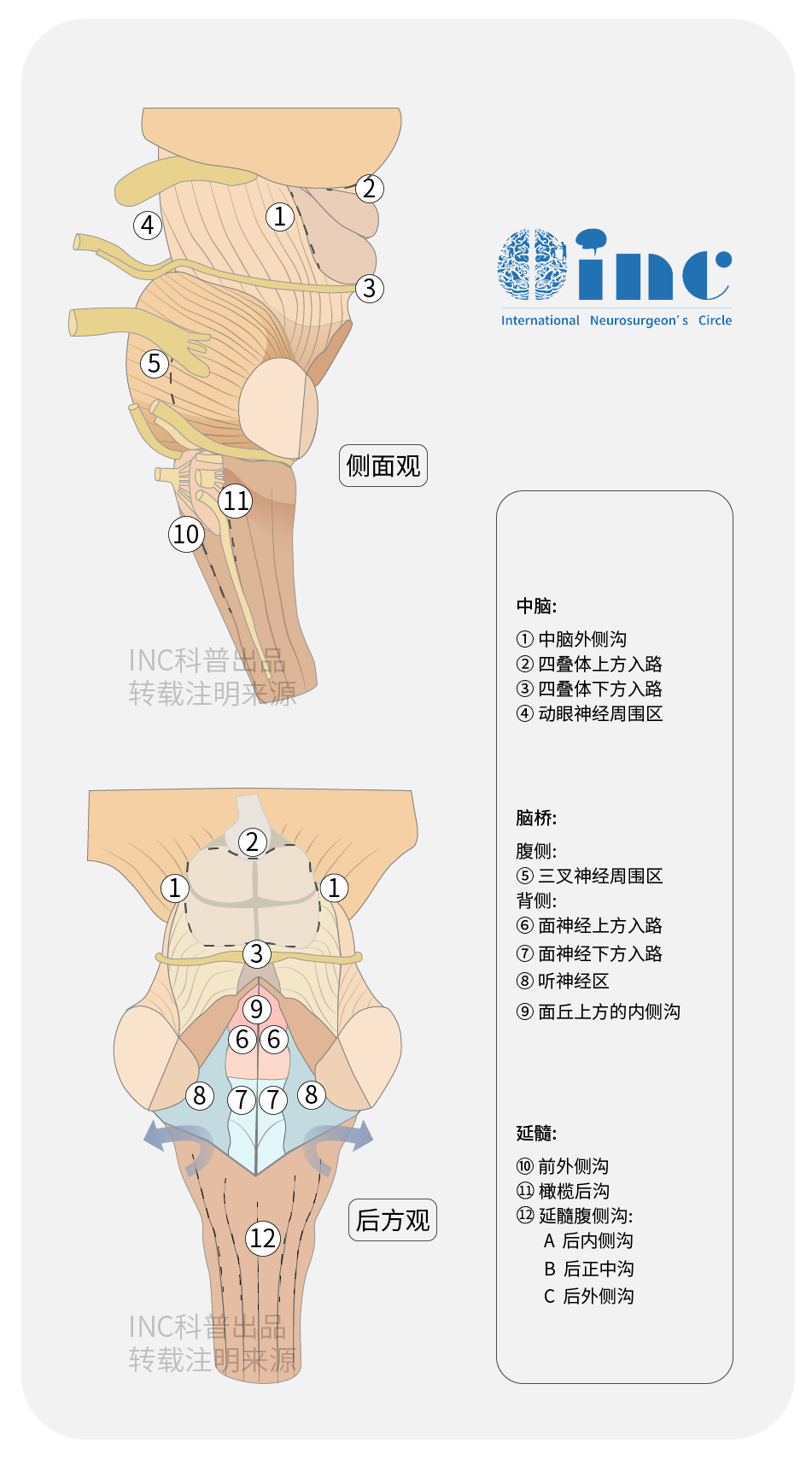脑干安全区