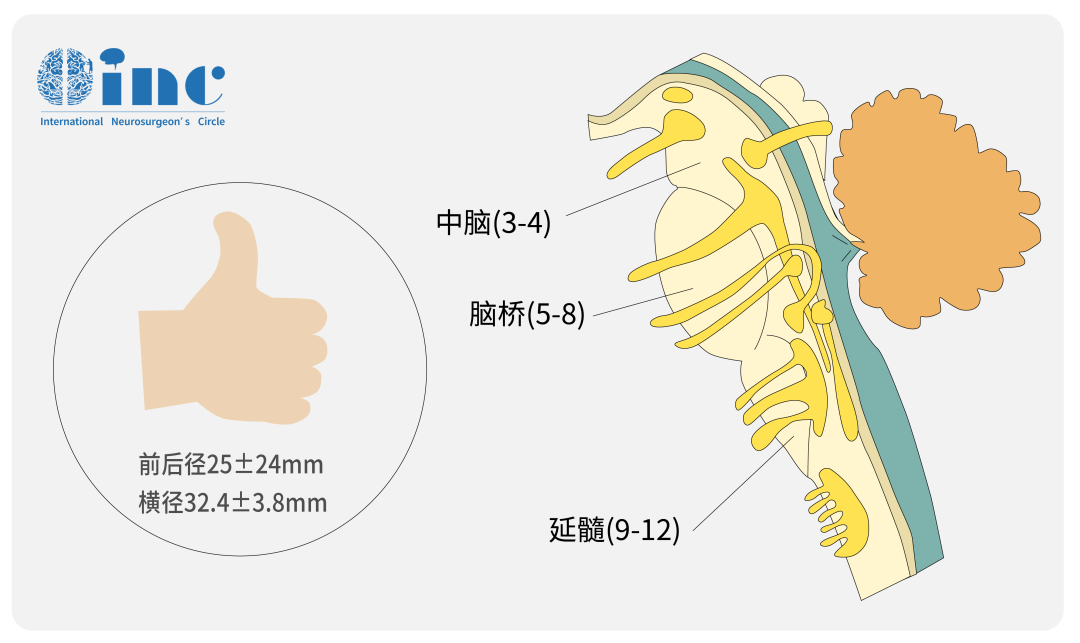 桥脑