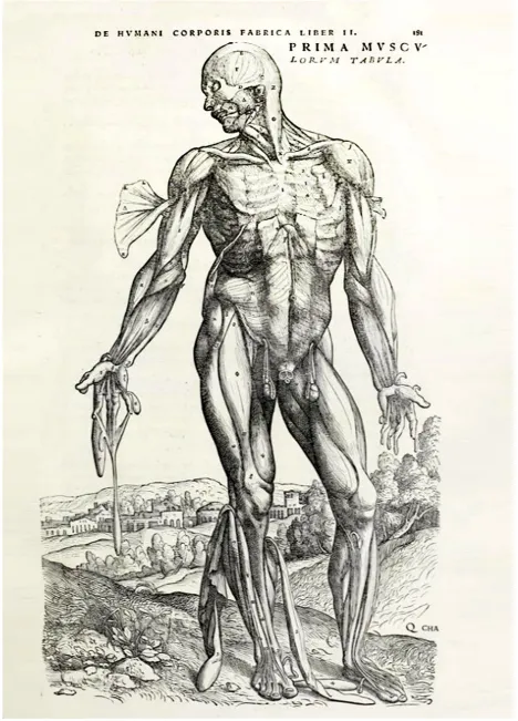 肌肉男性手绘，摘自维萨利乌斯《Fabrica》第二卷。请注意这幅基于尸体解剖的人体肌肉艺术图。转载自(X1)