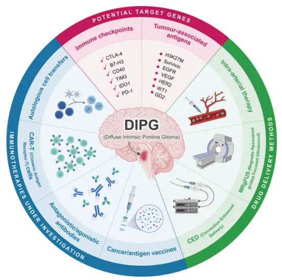 下一阶段DIPG治疗的突破点很可能是免疫治疗与MRgFUS的联合应用。