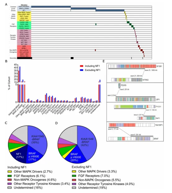 pLGG 的分子图谱 (A) 610 例 pLGG 的分子改变及其相关类别的 Oncoprint 图。样本按列排列，基因和基因类别沿行标记。* 表示这些 BRAF 单核苷酸变异（SNVs）和融合不是经典的 KIAA1549-BRAF 或 p.V600E。(B) 条形图显示 2000-2017 年间诊断的所有 477 例病例中所有复发体细胞突变的频率排序，并根据是否包含 NF1 患者进行着色（蓝色包含，红色排除）。(C) 饼图显示 2000-2017 年间诊断的基于人群的 pLGG 队列（n=477）中每个分子类别的改变频率。(D) 饼图显示 2000-2017 年间诊断的非 NF1 相关 pLGG（n=397）中每个分子类别的改变频率。(E) 本研究中发现的罕见和新融合基因的示意图。图是使用圣犹达 PeCan 网站的蛋白质绘制功能绘制的。