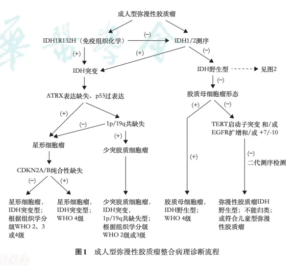 成人型弥漫性胶质瘤整合病理诊断流程