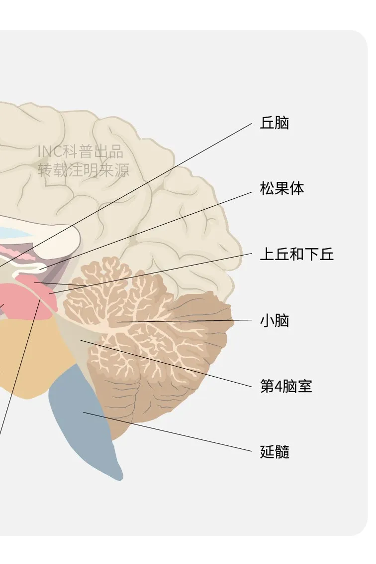 畸胎瘤主要分为成熟畸胎瘤、未成熟畸胎瘤、恶性畸胎瘤。成熟畸胎瘤是良性的，而未成熟畸胎瘤可能是恶性。