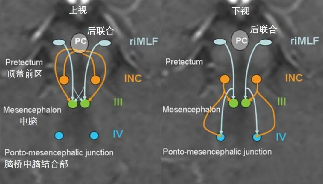 参与上视和下视的核团及投射纤维