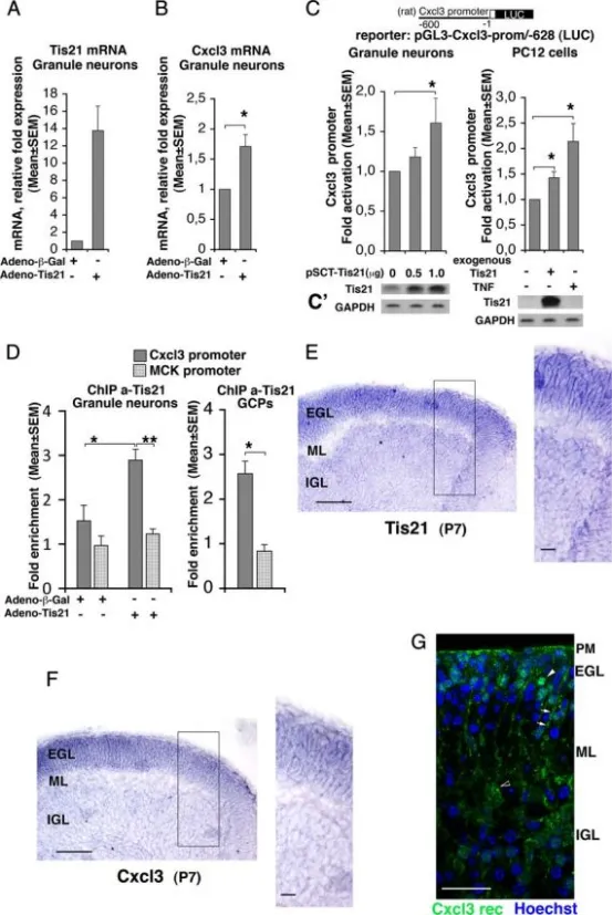Tis21 与 Cxcl3 启动子结合并诱导 Cxcl3 转录。 A、B：实时 RT-PCR 检测小脑颗粒神经元原代培养中 Tis21 与 Cxcl3 mRNA 的表达。细胞取自 P7 大鼠，种植当日（DIV 0）即感染重组腺病毒 adeno-Tis21 或对照 adeno-β-Gal，24 h 后收集。所用引物（大鼠序列）可同时检测内源和外源 Tis21 mRNA。数据为 5 次独立实验的均值 ± SEM，内参为 TATA 结合蛋白 mRNA。*p < 0.05 vs 对照，Student’s t 检验（在以内参归一化、尚未计算为相对表达倍数的数据上进行）。 C：在 P7 野生型大鼠小脑颗粒神经元中转染 Tis21 表达质粒（pSCT-Tis21），以及在可诱导表达 Tis21（大鼠序列）的 PC12 细胞中，Cxcl3 启动子活性均显著高于仅表达内源 Tis21 的对照。Cxcl3 启动子构建体包含转录起始位点 5′ 端上游 628 nt，克隆于荧光素酶报告基因上游（构建体 pGL3-Cxcl3-prom/-628）。TNF-α 作为已知 Cxcl3 启动子诱导剂，在 PC12 细胞中用作阳性对照。荧光素酶活性以相对对照的倍数表示，数据为 5 次实验的均值 ± SEM。*p < 0.05 vs 无外源/异位 Tis21 的对应对照，Student’s t 检验。 C′：平行培养物以 Western blot 检测 Tis21 蛋白表达。 D：染色质免疫共沉淀（ChIP）检测 Tis21 与 Cxcl3 启动子及肌酸激酶启动子（MCK，阴性对照）的结合。实验对象：左侧柱状图所示为按 A、B 条件感染 adeno-Tis21 或 adeno-β-Gal 的小脑颗粒神经元；右侧柱状图所示为 P7 野生型大鼠小脑前体细胞（GCPs）。使用抗 Tis21 抗体 A3H 进行免疫沉淀，所得 Cxcl3 或 MCK 启动子片段量以实时 PCR 定量，并以富集倍数表示（Tis21 免疫沉淀所得启动子百分比与正常血清对照之比）。Tis21 蛋白与 Cxcl3 启动子的结合（深灰色柱）显著高于基线水平（即与阴性对照 MCK 启动子的结合水平），且与 Tis21 mRNA 的过表达正相关（参见 A）。数据为小脑颗粒神经元 5 次、GCPs 3 次独立实验的均值 ± SEM。*p < 0.05 vs 对照，Student’s t 检验。 E、F：P7 野生型小鼠小脑矢状切片原位杂交显示 Tis21 与 Cxcl3 mRNA 表达，二者在整个外颗粒层（EGL）宽度内共定位且表达极高。黑框示高倍区域。标尺：100 μm；放大图 20 μm。 G：Cxcl3 受体 Cxcr2 的免疫染色（特异性抗体）在 P7 野生型小鼠小脑矢状切片的代表性共聚焦图像。细胞核以 Hoechst 33258 标记。Cxcr2 受体簇在 GCPs（EGL 内白色箭头）明显可见，软脑膜（PM）及浦肯野细胞（黑白箭头）亦有较低表达；白色箭头指示疑似 Bergmann 胶质细胞。标尺 25 μm。